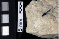 Foto (Detailansicht) von Galatheoidea indet. (NHMW-GEO-1990-0041-0182)